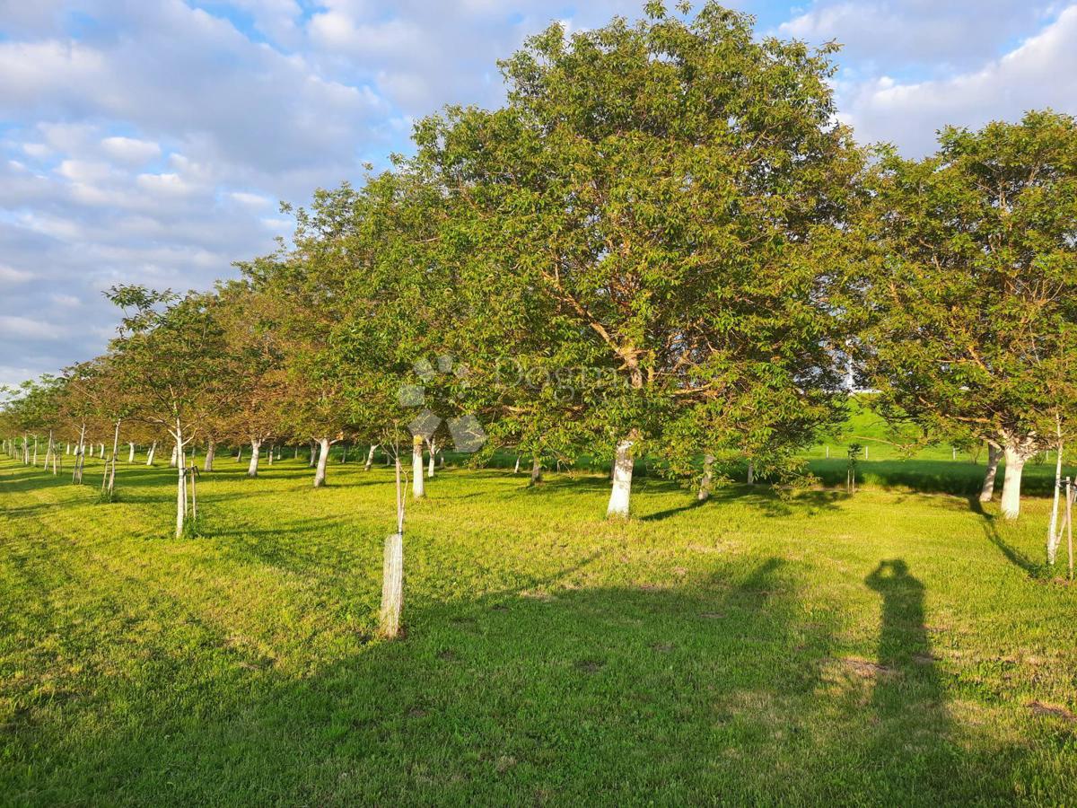 Kmetijsko zemljišče Petrijevci, 10.500m2