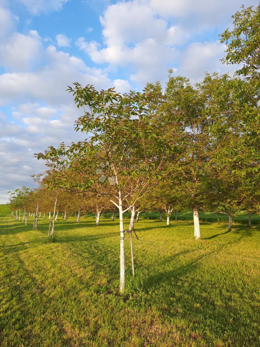 Kmetijsko zemljišče Petrijevci, 10.500m2