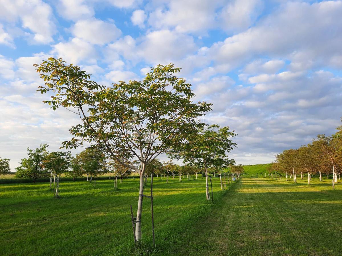 Kmetijsko zemljišče Petrijevci, 10.500m2