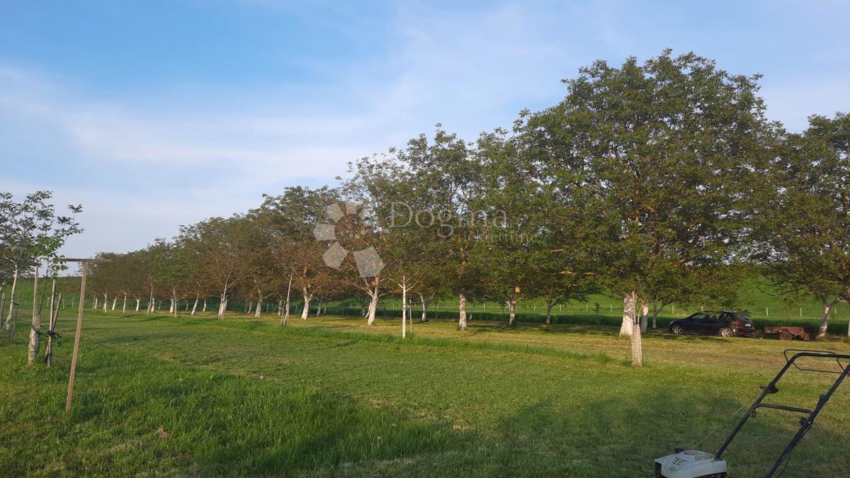 Kmetijsko zemljišče Petrijevci, 10.500m2