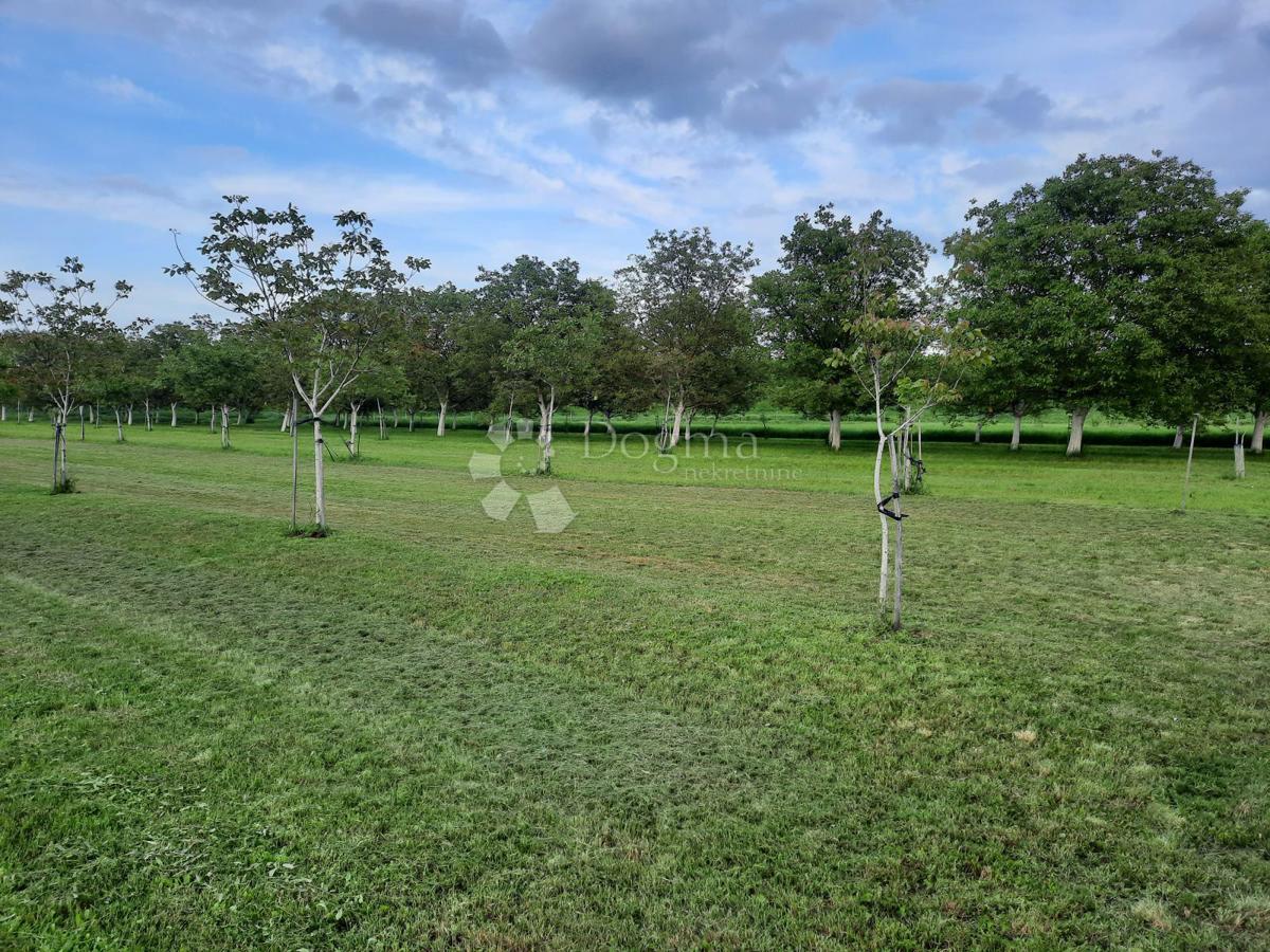 Kmetijsko zemljišče Petrijevci, 10.500m2
