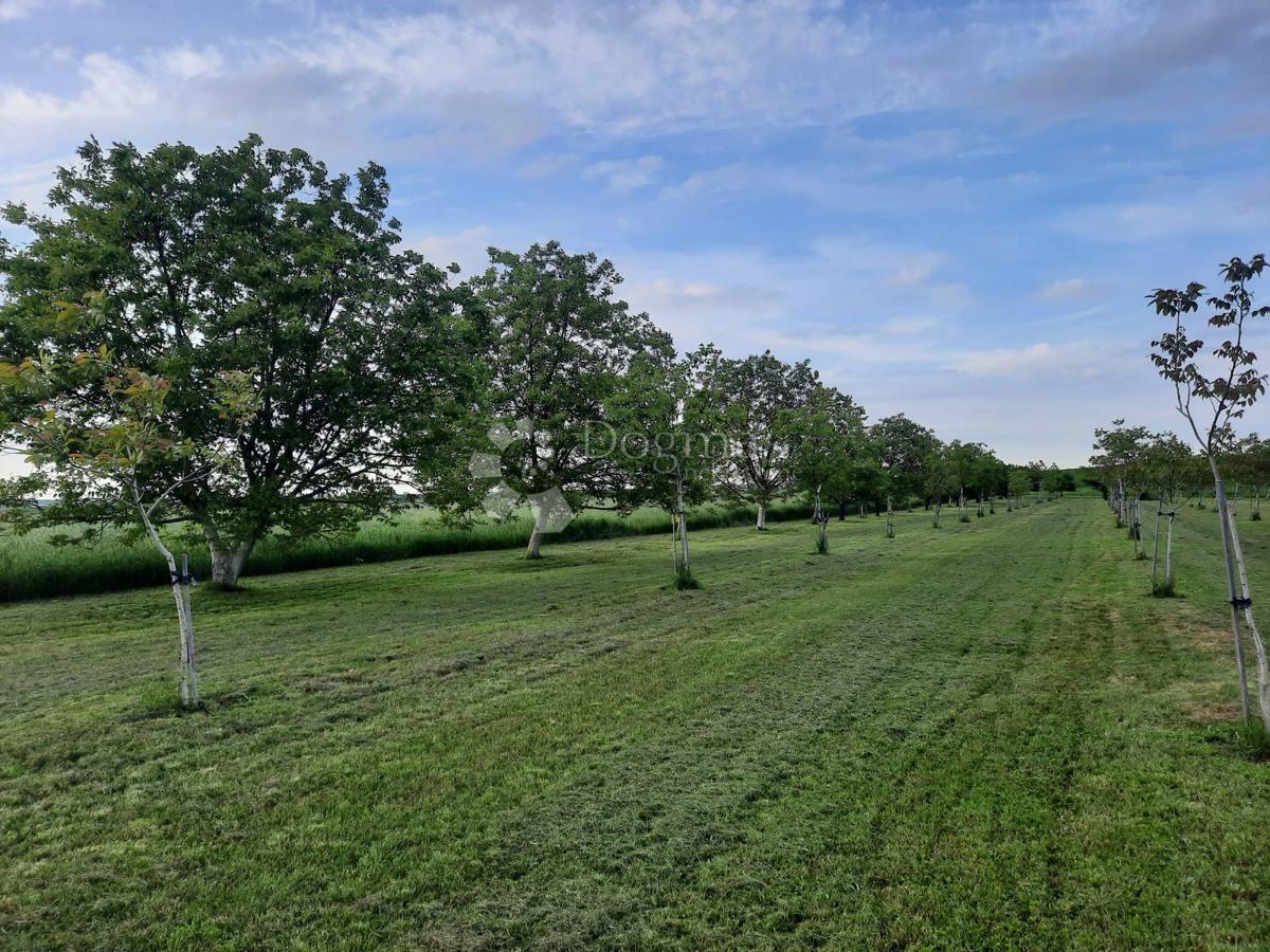 Kmetijsko zemljišče Petrijevci, 10.500m2