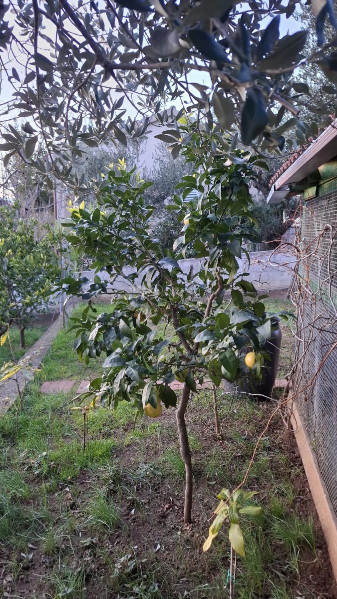 Hiša Posedarje, 500m2