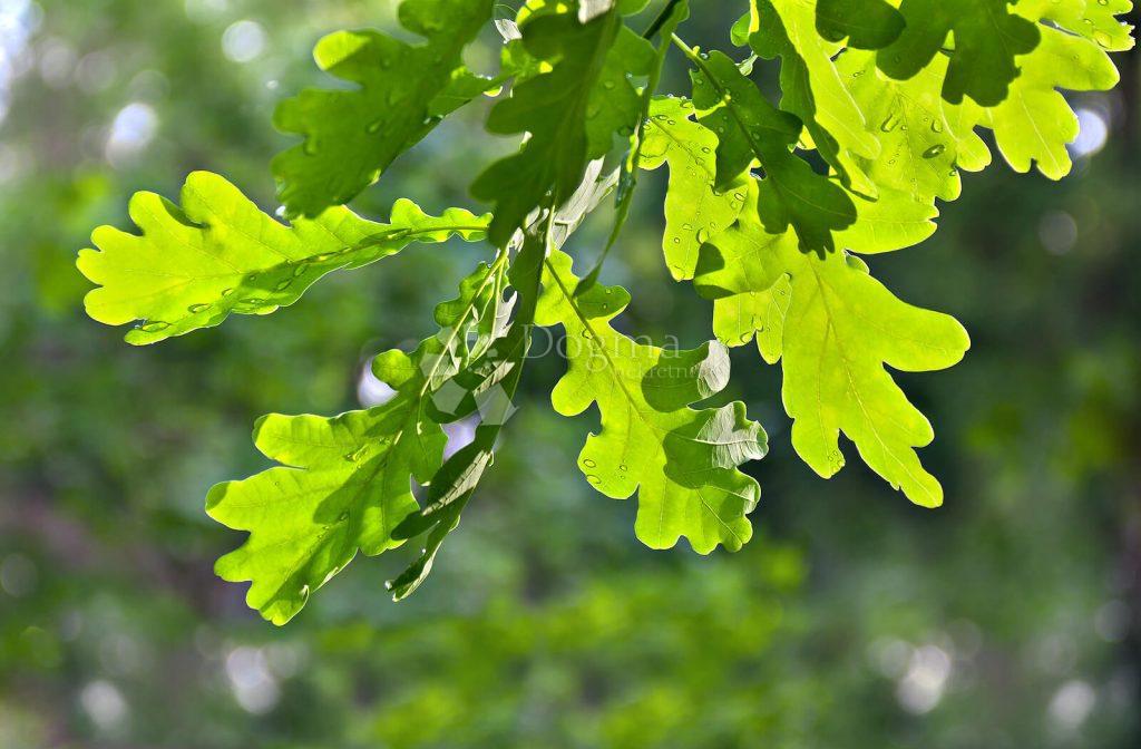 Zazidljivo zemljišče Gornja Dubrava, 3.018m2