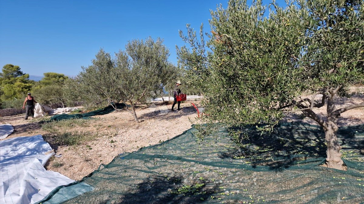 Zemljišče Sutivan, 35.000m2