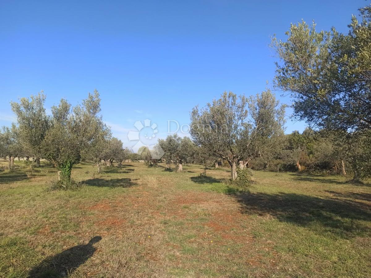 Zemljišče Fažana, 1.017m2