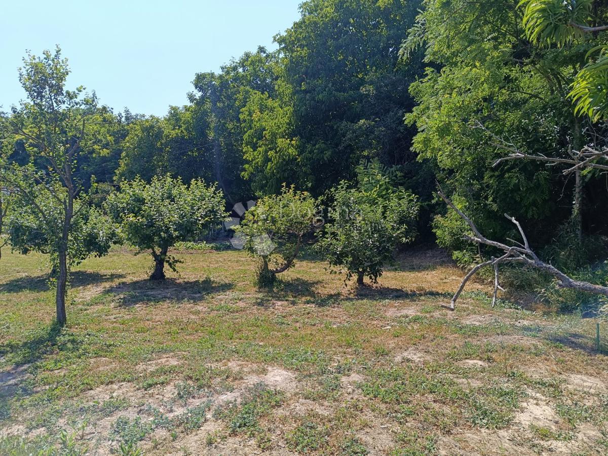Kmetijsko zemljišče Batina, Draž, 1.020m2