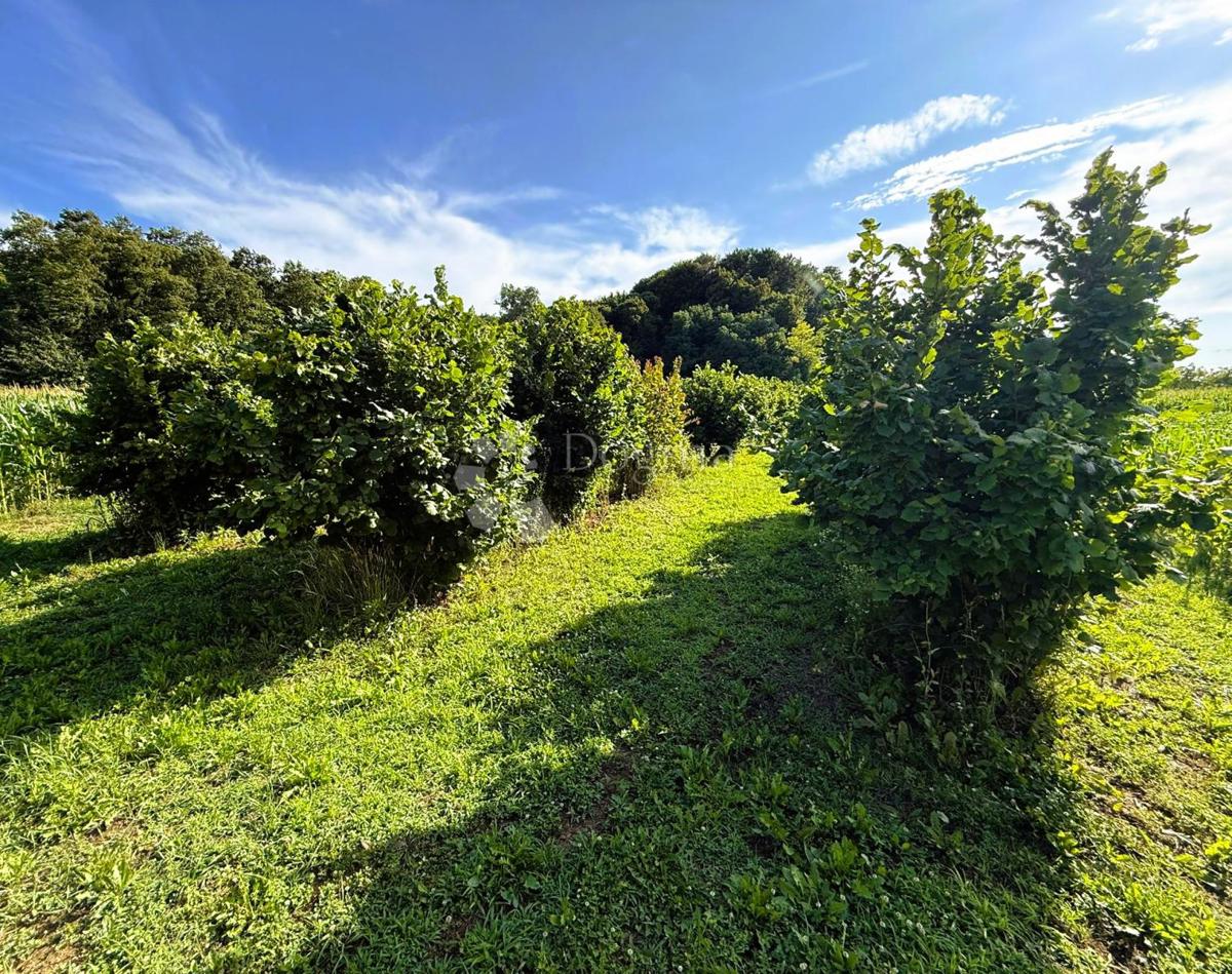 Kmetijsko zemljišče Kelemen, Jalžabet, 1.583m2
