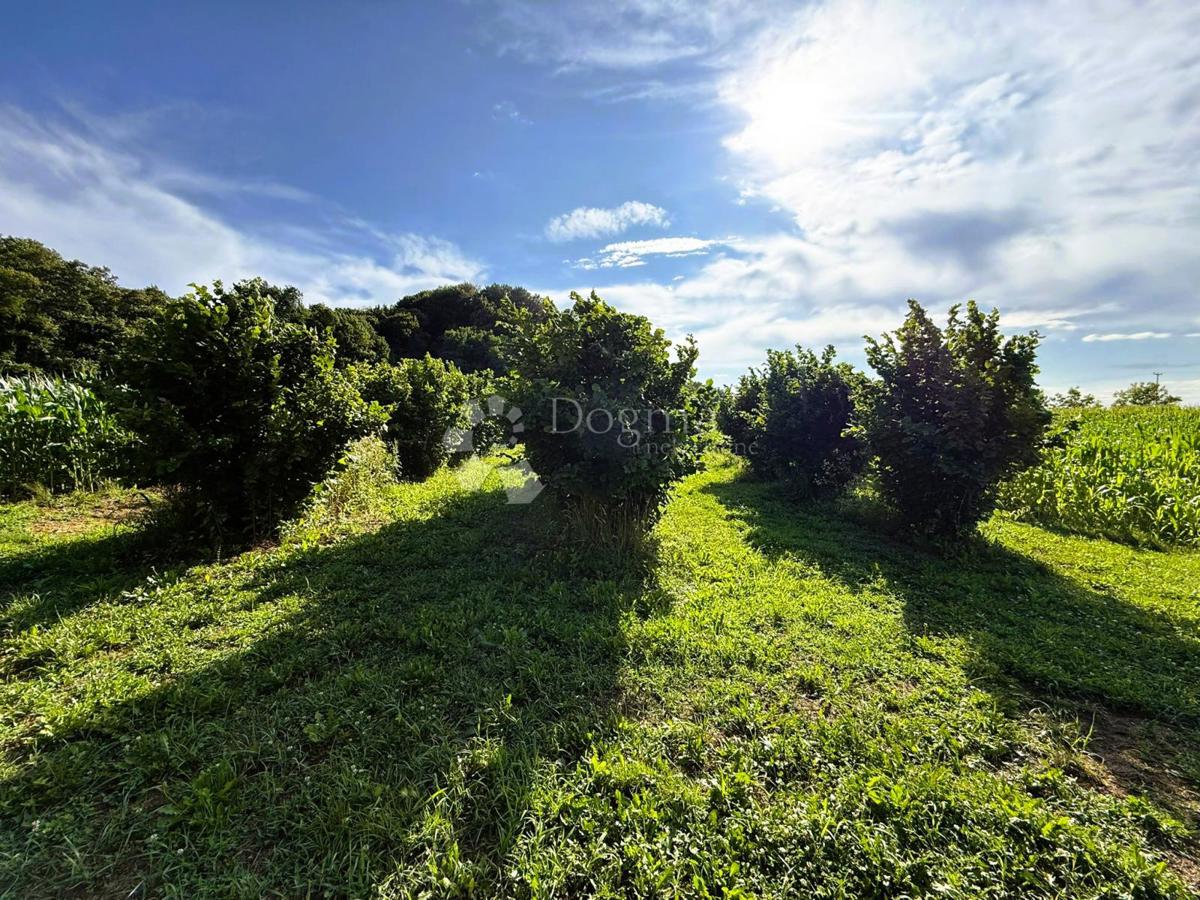 Kmetijsko zemljišče Kelemen, Jalžabet, 1.583m2