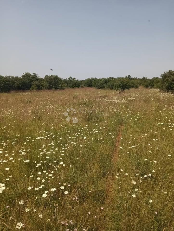 Kmetijsko zemljišče 47760m2 - Krmed