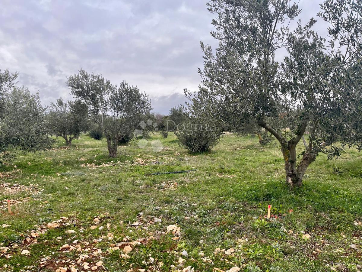 Zazidljivo zemljišče Raštević, Benkovac, Da, 9.490m2