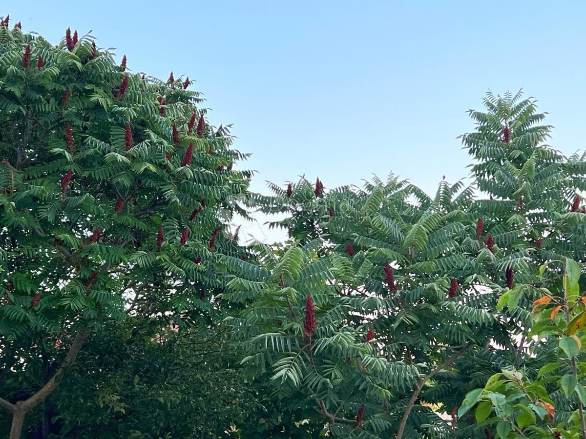 Hiša Goričica, Sveti Ivan Zelina, 470m2