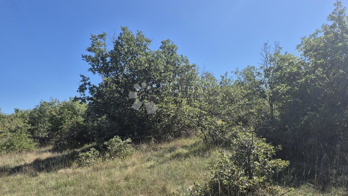 Kmetijsko zemljišče Čabrunići, Svetvinčenat, 2.913m2