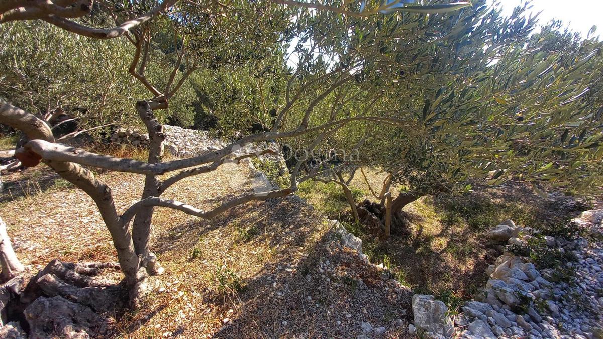 Kmetijsko zemljišče Živogošće, Podgora, 604m2