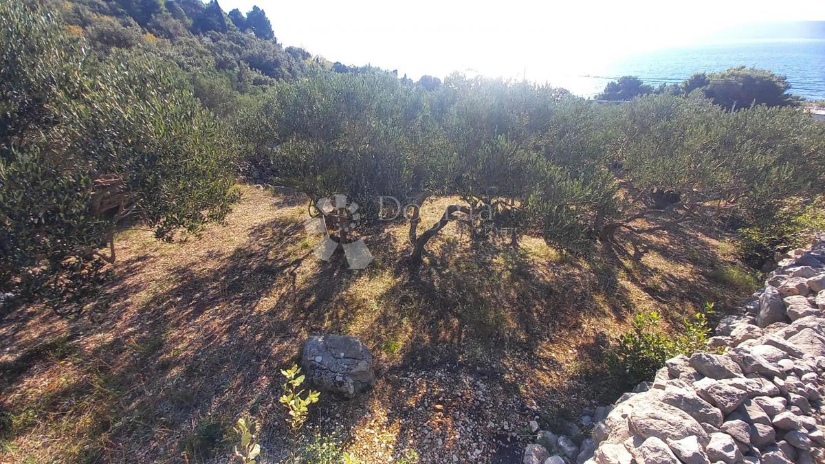 Kmetijsko zemljišče Živogošće, Podgora, 604m2