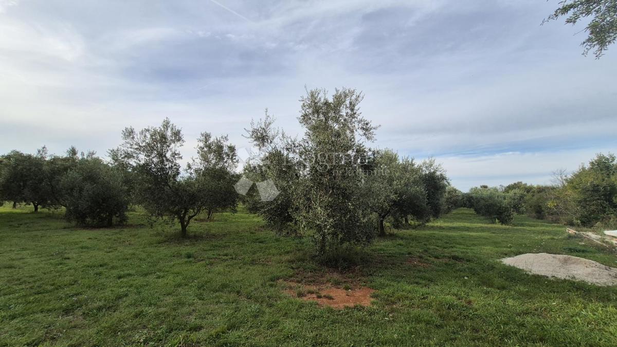 Naprodaj oljčni nasad z 205 oljkami v Šišanu