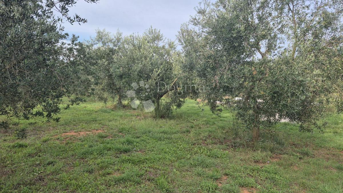 Naprodaj oljčni nasad z 205 oljkami v Šišanu