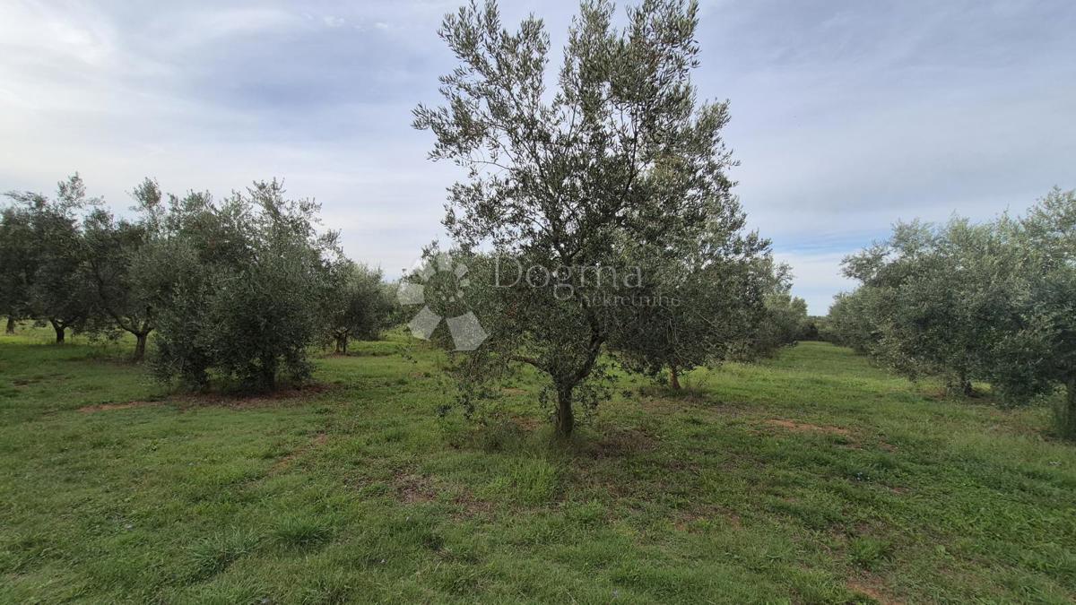 Naprodaj oljčni nasad z 205 oljkami v Šišanu