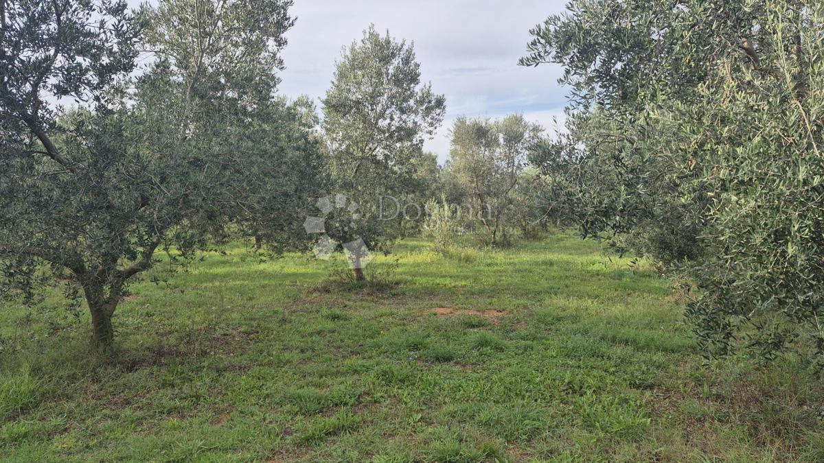 Naprodaj oljčni nasad z 205 oljkami v Šišanu