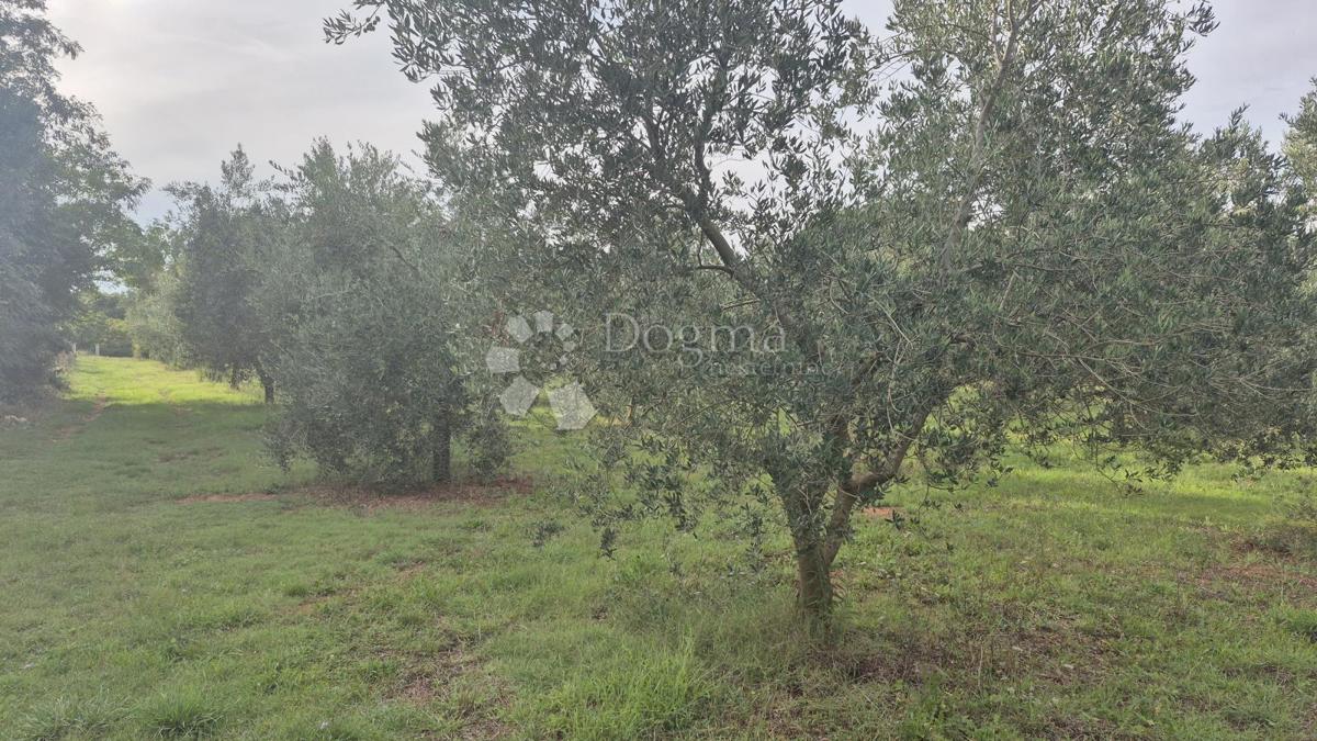 Naprodaj oljčni nasad z 205 oljkami v Šišanu