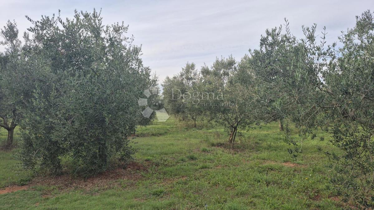 Naprodaj oljčni nasad z 205 oljkami v Šišanu