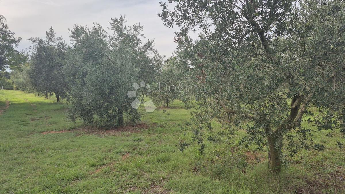 Naprodaj oljčni nasad z 205 oljkami v Šišanu