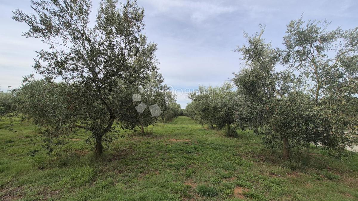 Naprodaj oljčni nasad z 205 oljkami v Šišanu