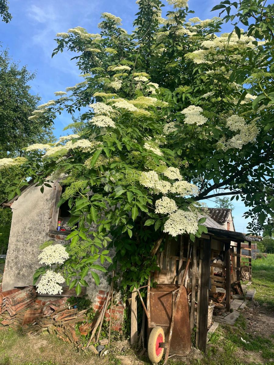 Hiša Londžica, Našice, 208m2