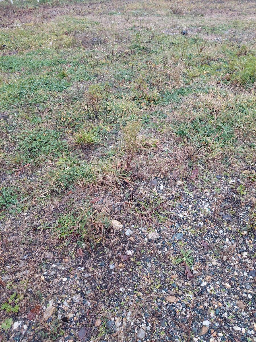 Zazidljivo zemljišče Biškupec, Varaždin, 3.581m2