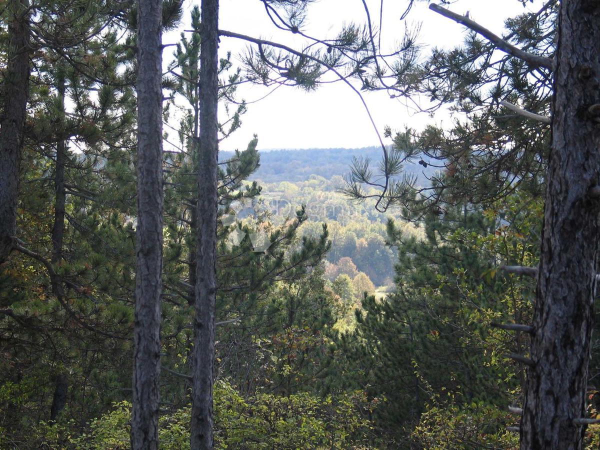 Grajevinsko Zemljišče (2000 m²) z Obsežnim Gozdom (36.789 m²)