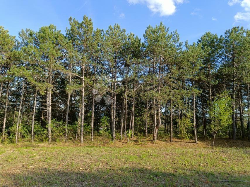 Grajevinsko Zemljišče (2000 m²) z Obsežnim Gozdom (36.789 m²)