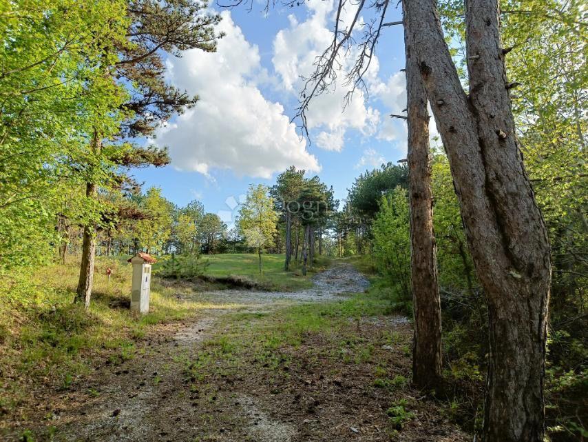 Grajevinsko Zemljišče (2000 m²) z Obsežnim Gozdom (36.789 m²)