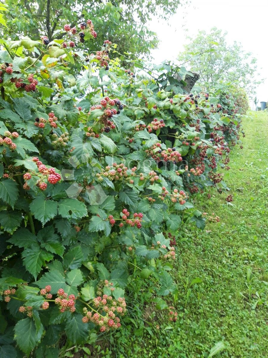 Hiša Nova Bukovica, 65m2