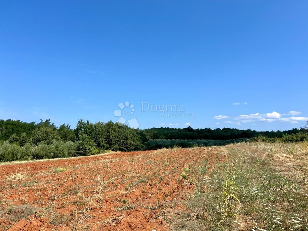 Zemljišče Staniši, Vižinada, 14.000m2