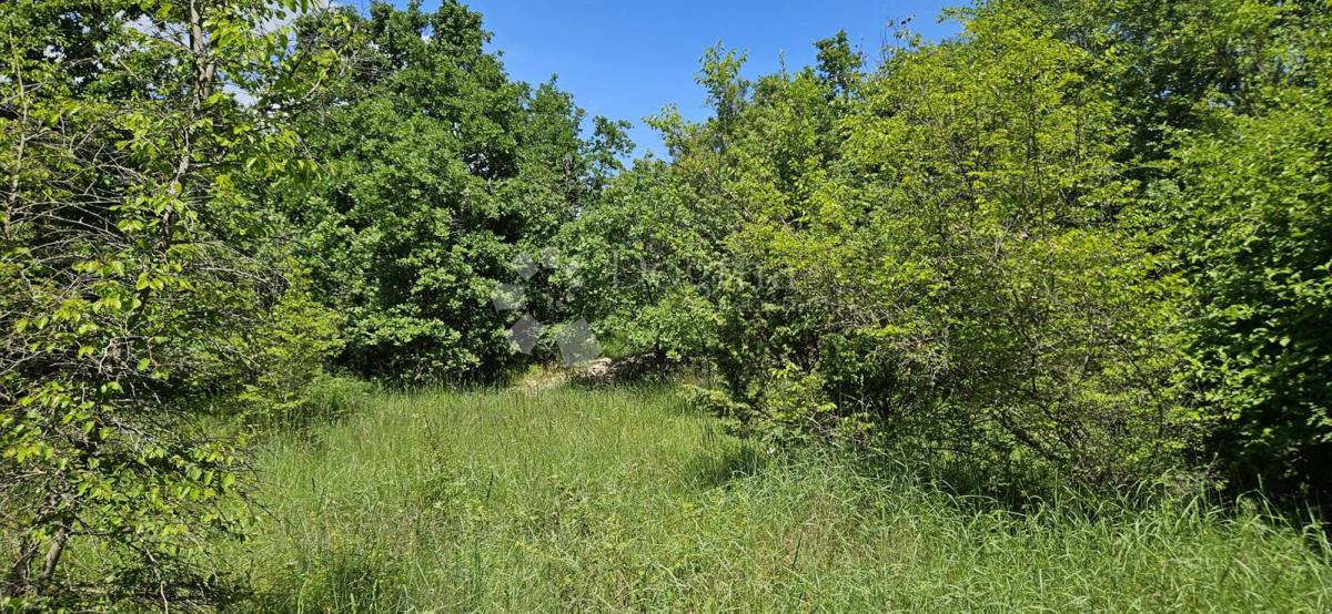 Kmetijsko zemljišče Kranjčići, Svetvinčenat, 26.232m2
