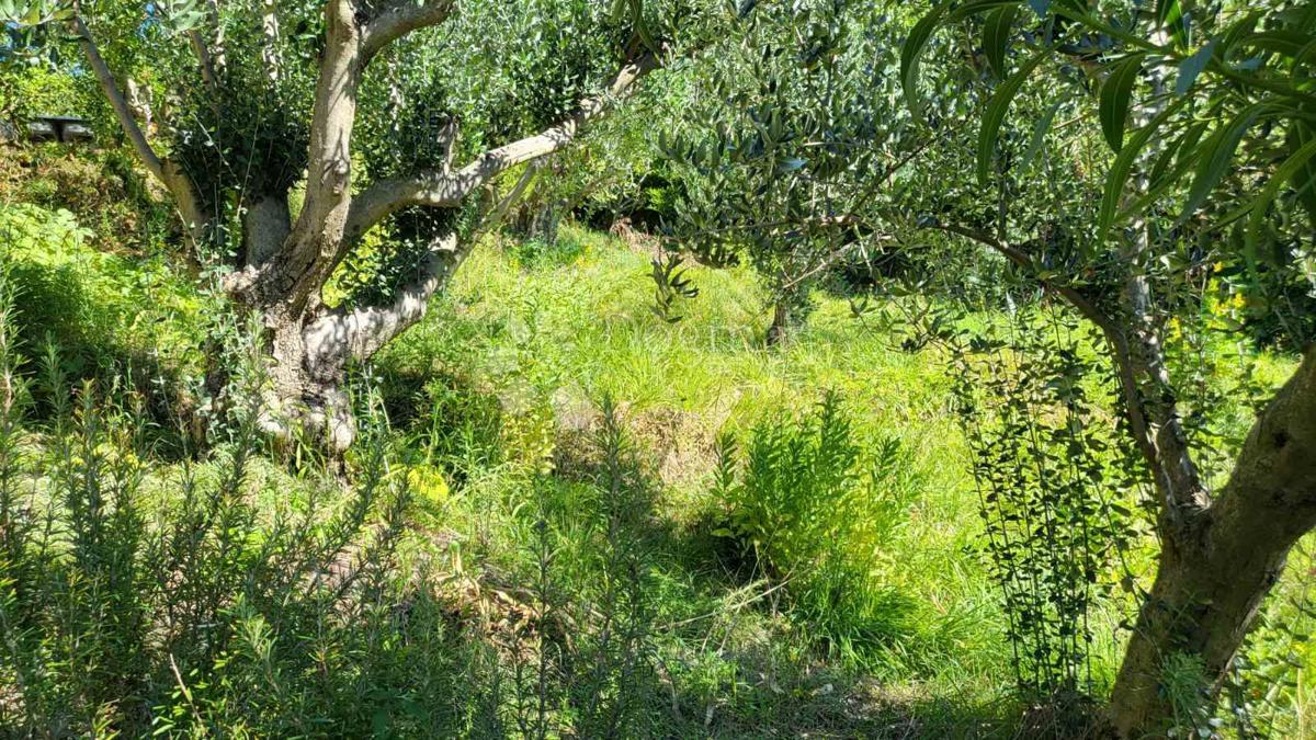 Rtina – prva vrsta do morja, zemljišče s hišo in oljčnim nasadom