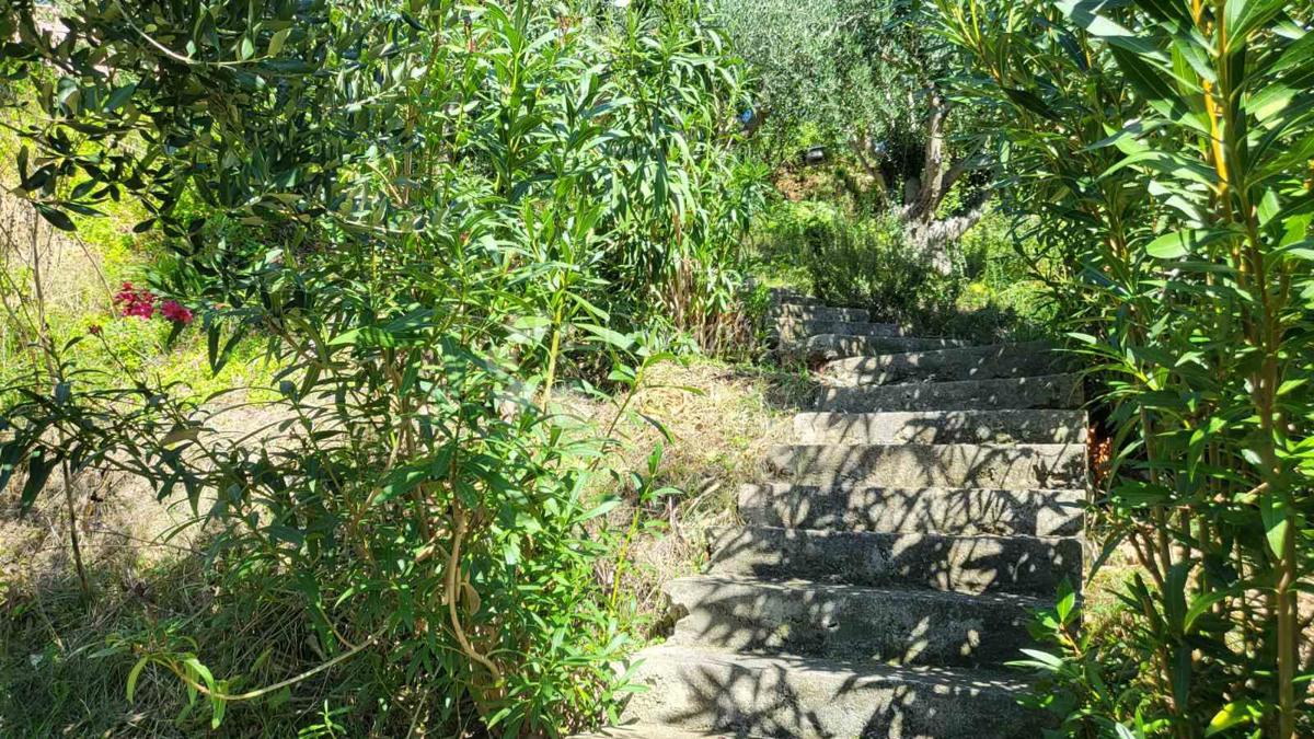 Rtina – prva vrsta do morja, zemljišče s hišo in oljčnim nasadom