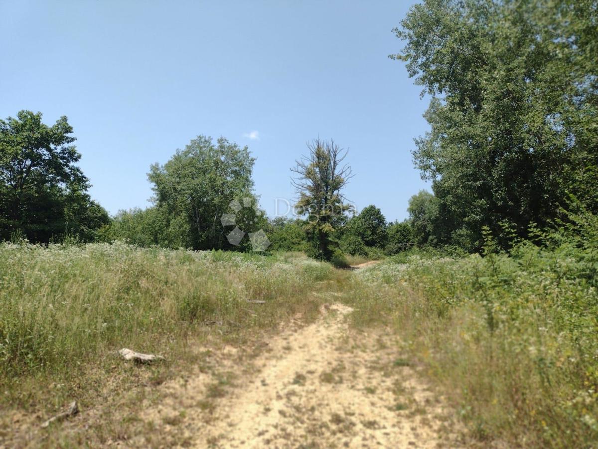 Kmetijsko zemljišče Dugo Selo Lasinjsko, Gvozd, 11.505m2