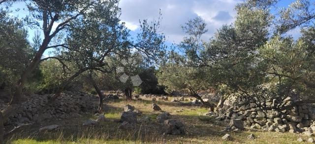 Kmetijsko zemljišče Krk, 4.032m2