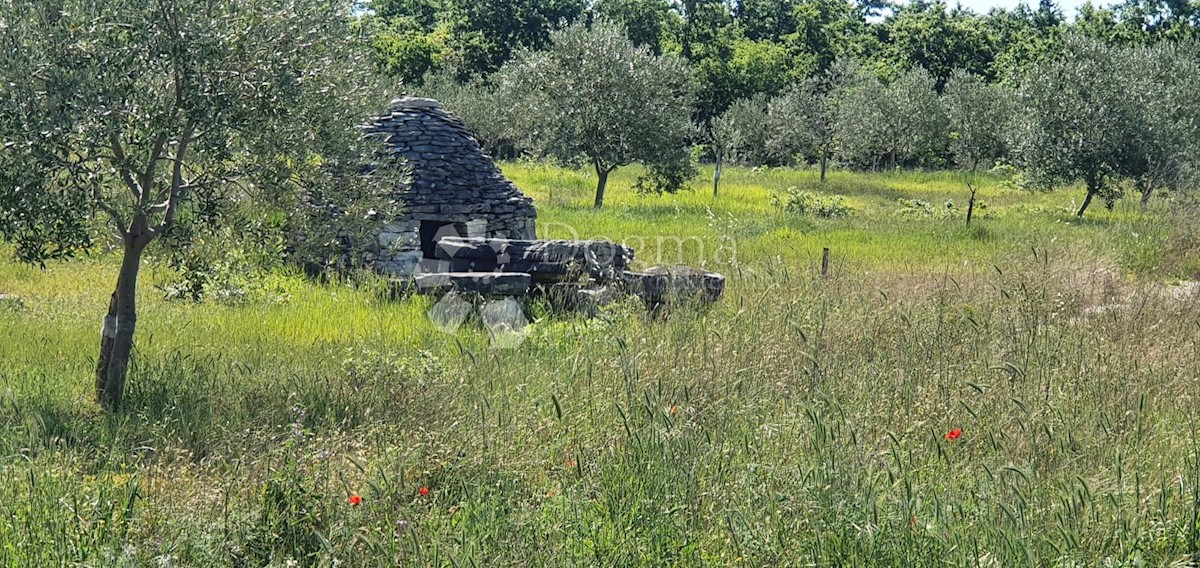 Zemljišče Vodnjan, 9.909m2