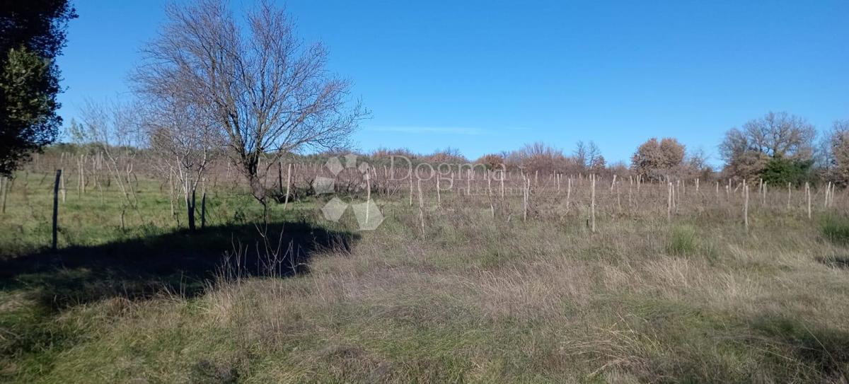 VEČJA KMETIJSKA PARCELA (nekdanji vinograd) OB GLAVNI CESTI