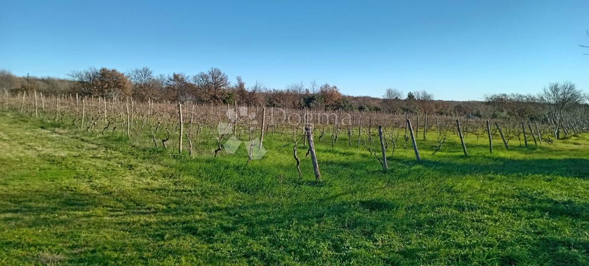 VEČJA KMETIJSKA PARCELA (nekdanji vinograd) OB GLAVNI CESTI