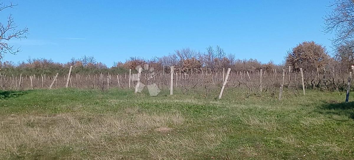 VEČJA KMETIJSKA PARCELA (nekdanji vinograd) OB GLAVNI CESTI