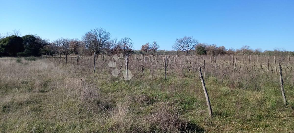 VEČJA KMETIJSKA PARCELA (nekdanji vinograd) OB GLAVNI CESTI