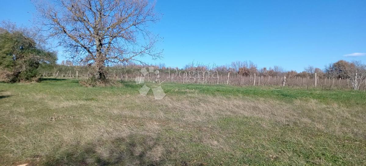 VEČJA KMETIJSKA PARCELA (nekdanji vinograd) OB GLAVNI CESTI