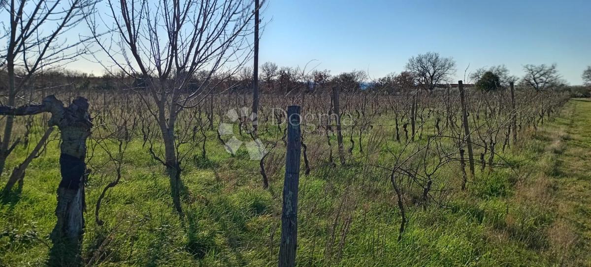 VEČJA KMETIJSKA PARCELA (nekdanji vinograd) OB GLAVNI CESTI