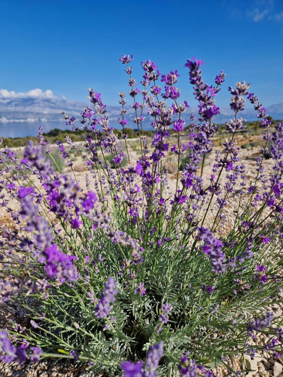 Kmetijsko zemljišče Donji Humac, Nerežišća, 10.600m2