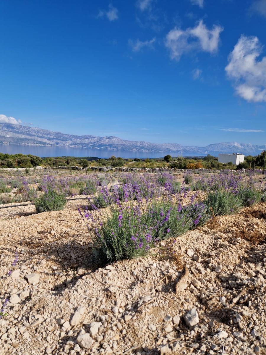 Kmetijsko zemljišče Donji Humac, Nerežišća, 10.600m2