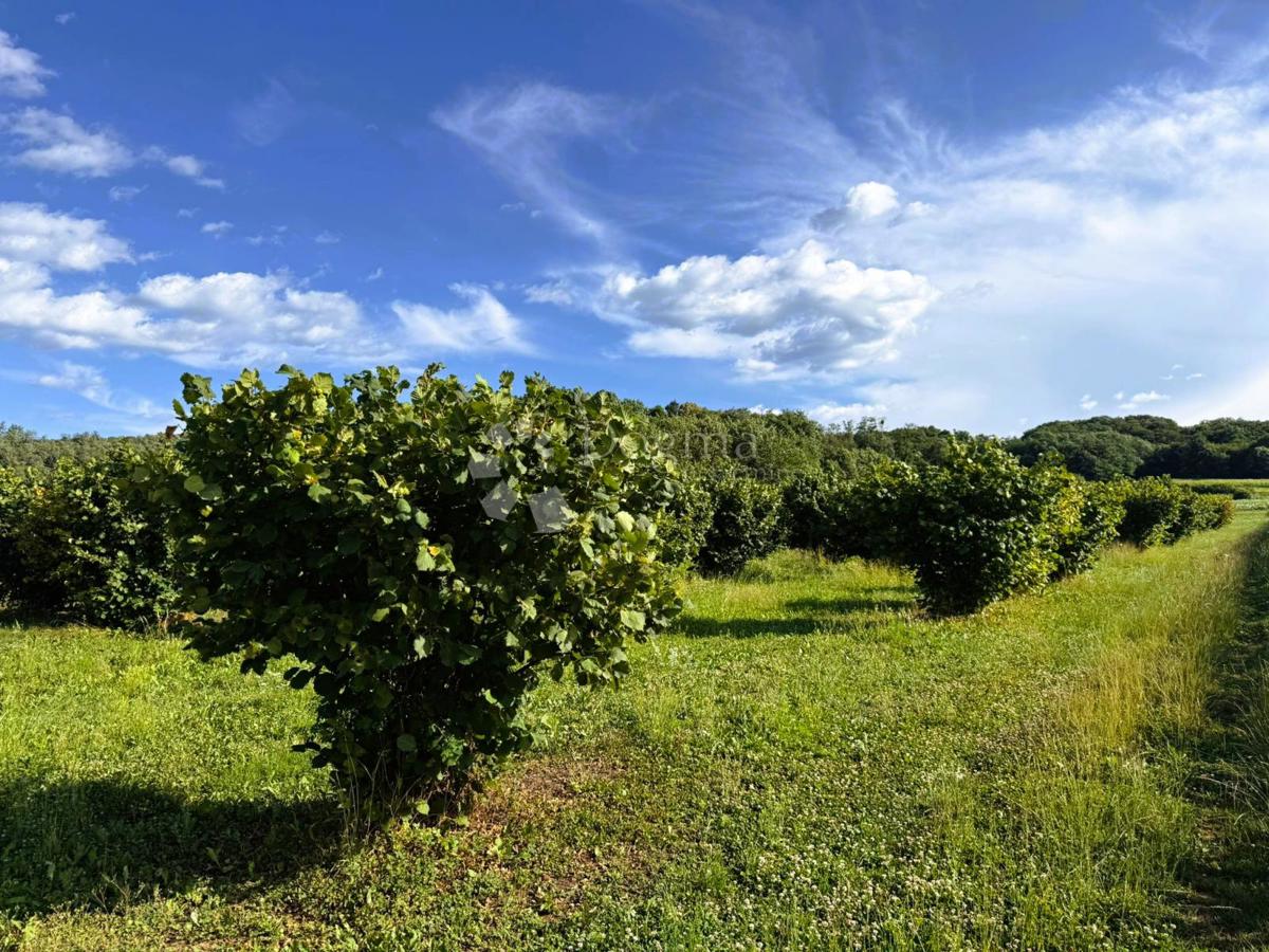 Kmetijsko zemljišče Kelemen, Jalžabet, 4.489m2