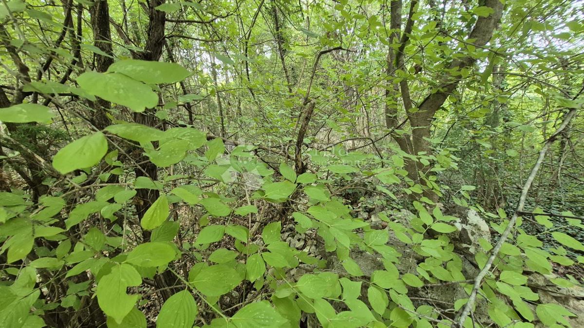 Kmetijsko zemljišče 11.980 m2, 600 m od morja